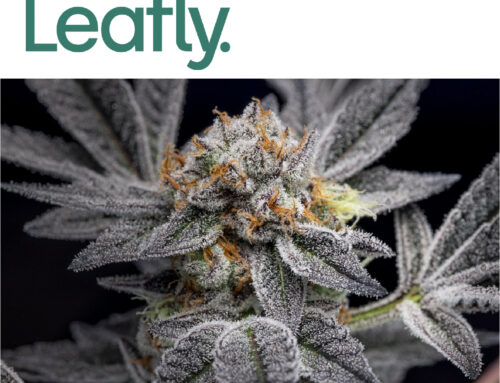 Leafly Buzz: 10 trending cannabis cultivars of ’22