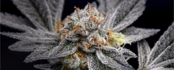 Cannabisblüte