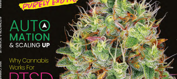 Weed World Cover Cannabiskugeln