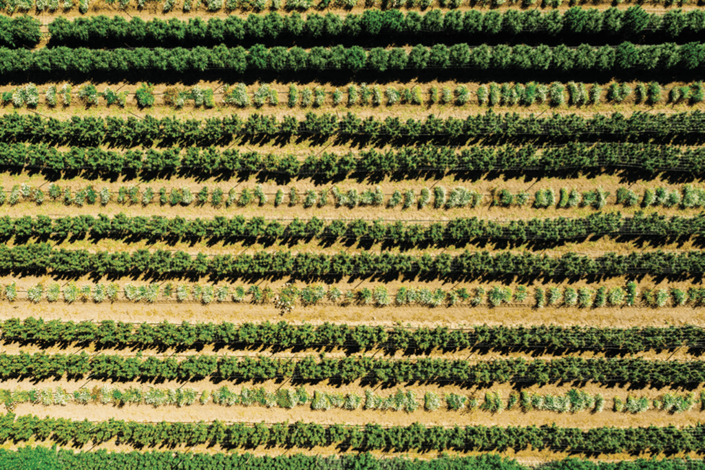 Feld mit Cannabispflanzen