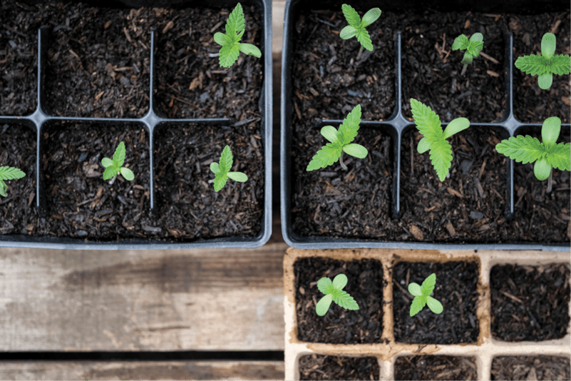 Humboldt Seeds - Seed Tray