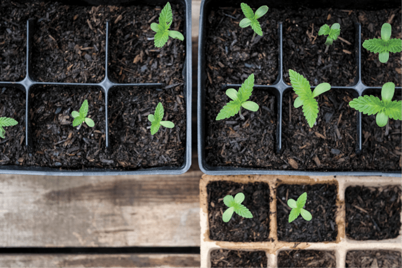 Humboldt Seeds - cannabis plants in Seed Tray