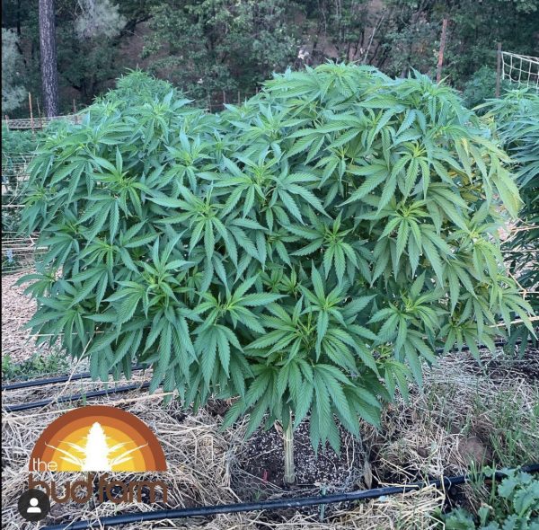 big cannabis leaves plant