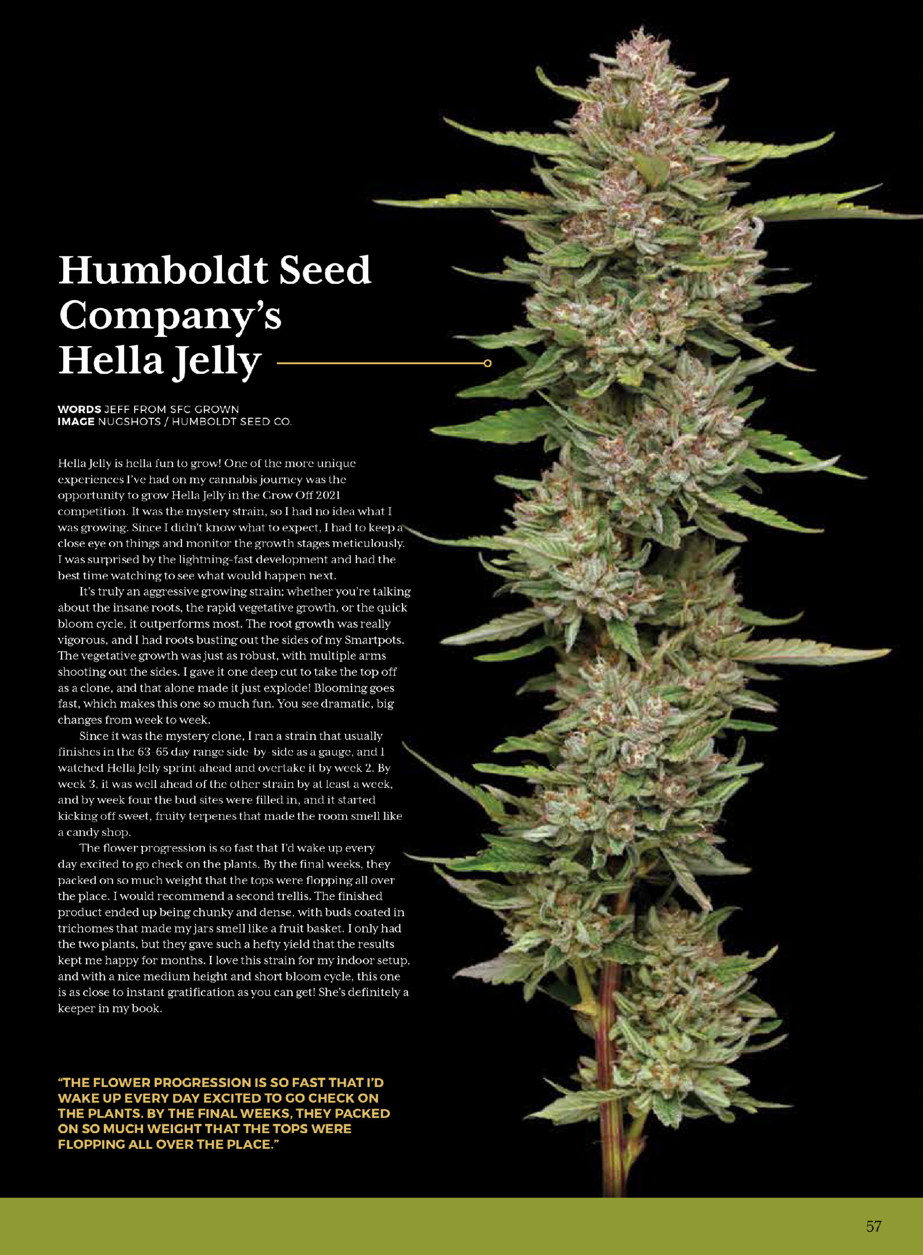 Humboldt Seed Companys Hella Jelly cannabis flower