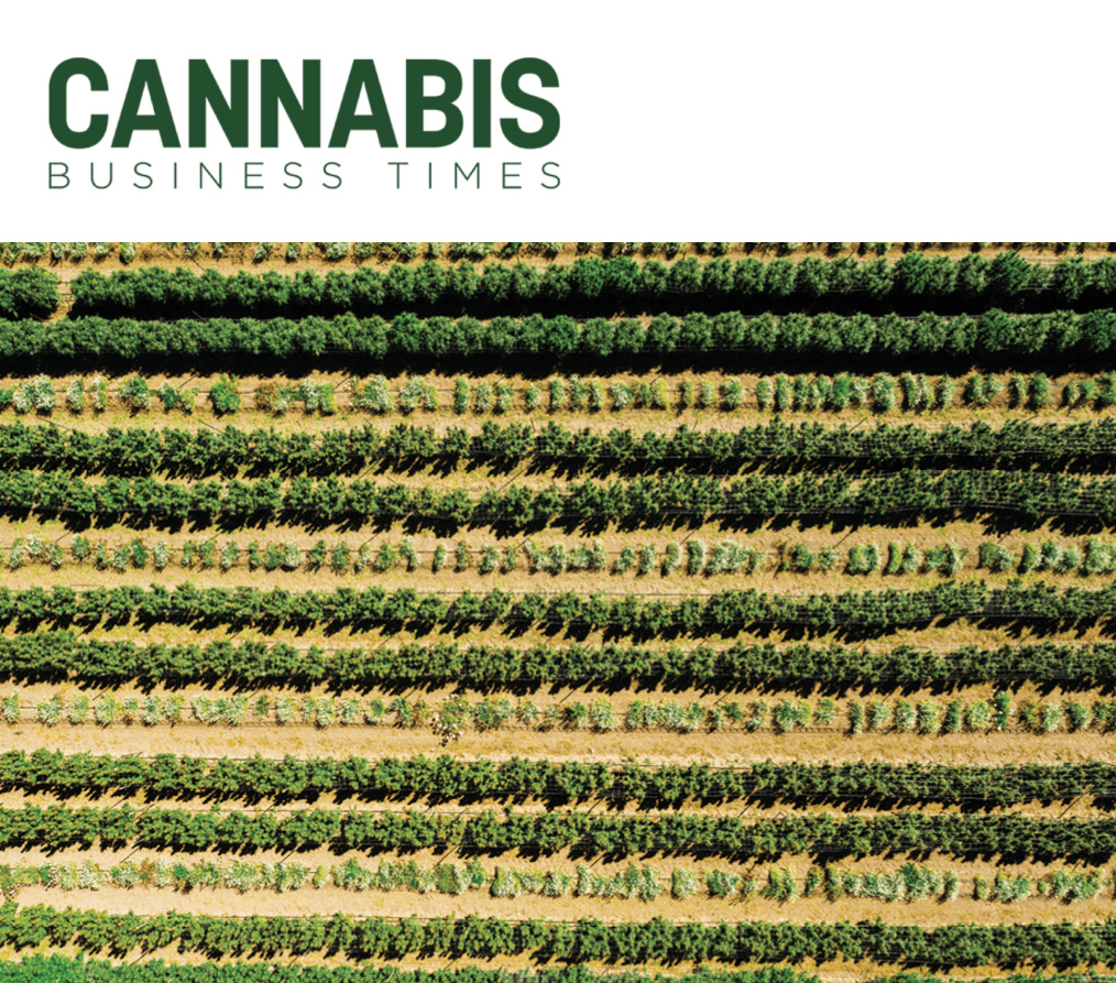 cannabis crops in field