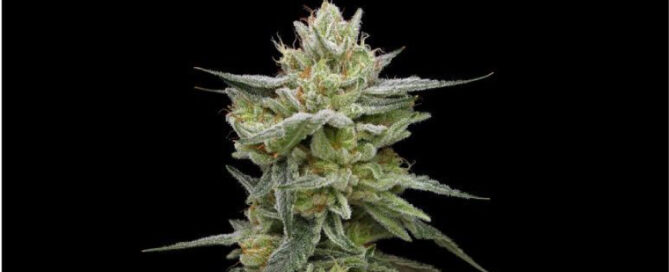 Cannabispflanze