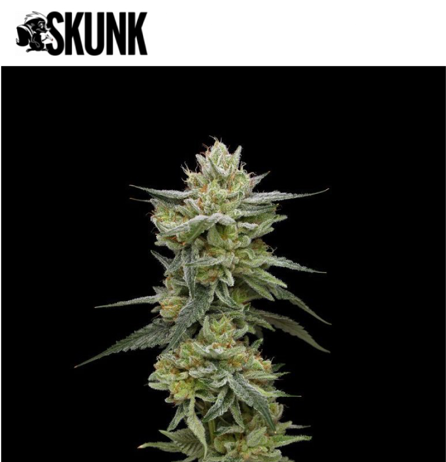 Skunk magazine feature