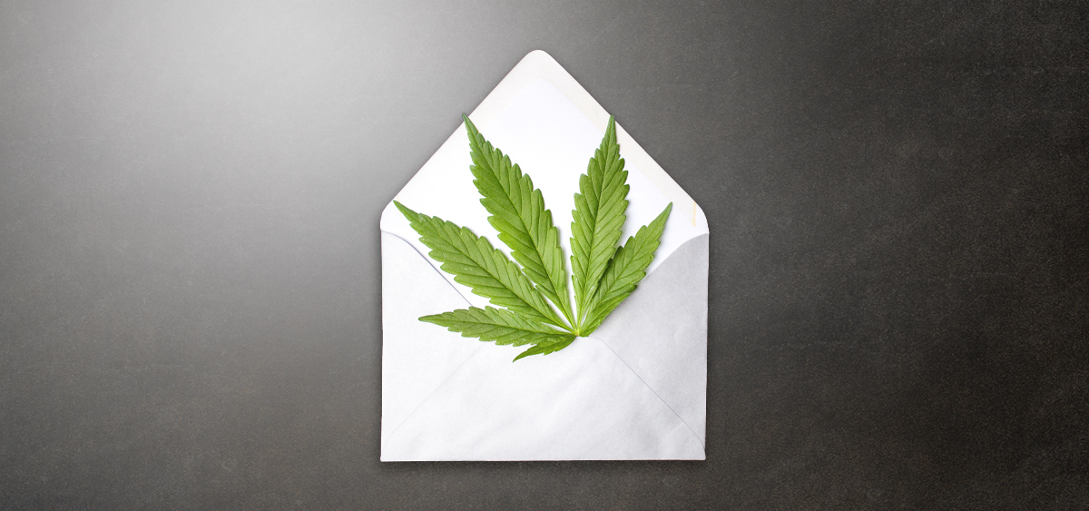 cannabis leaves in white envelope