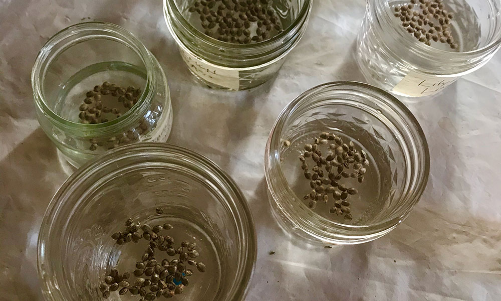 Seeds in water to “crack."