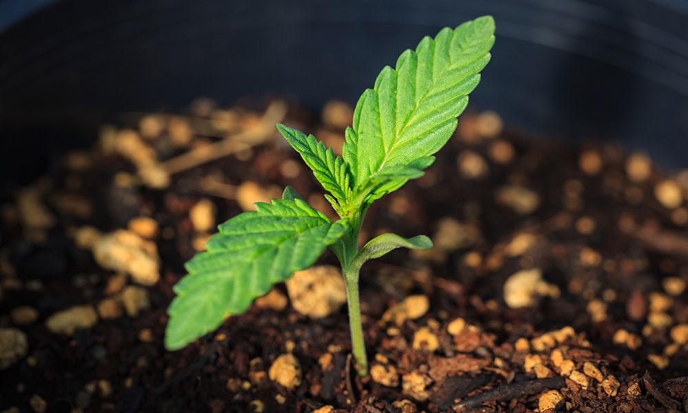 cannabis plant sprout in soil