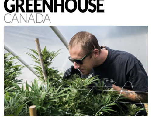 The Case For Autoflowers – Growing Cannabis Successfully Across Canada’s Climate Zones