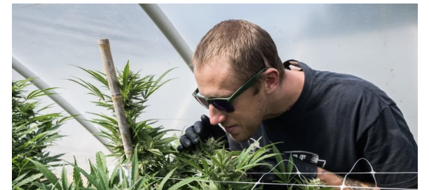 Greenhouse Canada Feature Ben Lind riecht an Cannabispflanzen