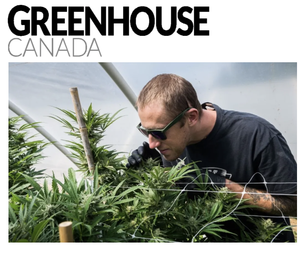 Greenhouse Canada Feature Ben Lind smelling cannabis plants