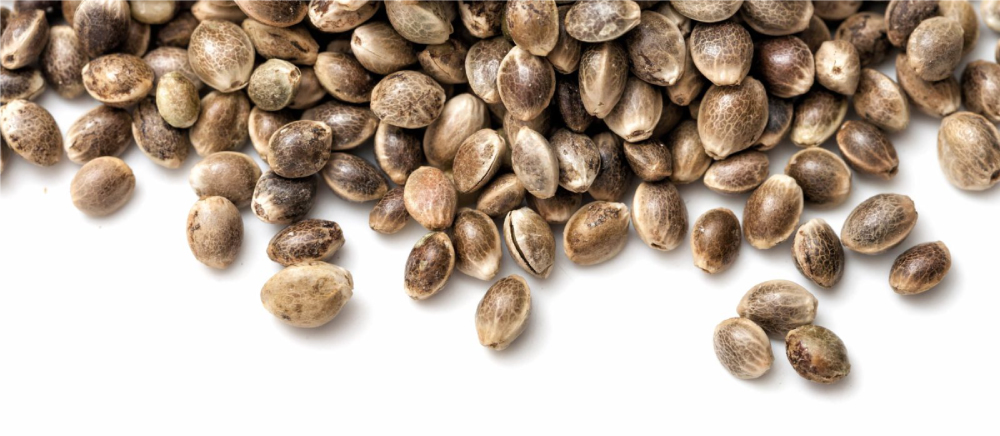 cannabis seeds