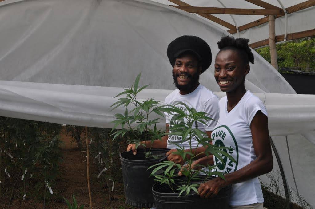 two people holding pots of cannabis plants