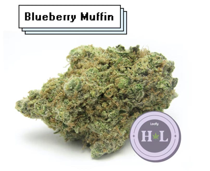 Blueberry Muffin Strain Feature cannabis nug