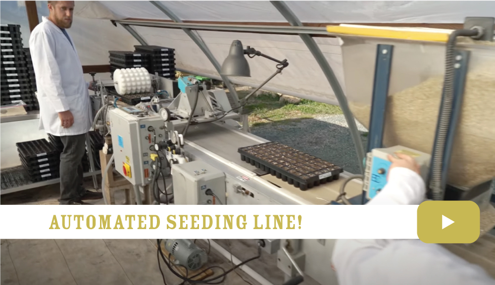 Automated Seedling Line