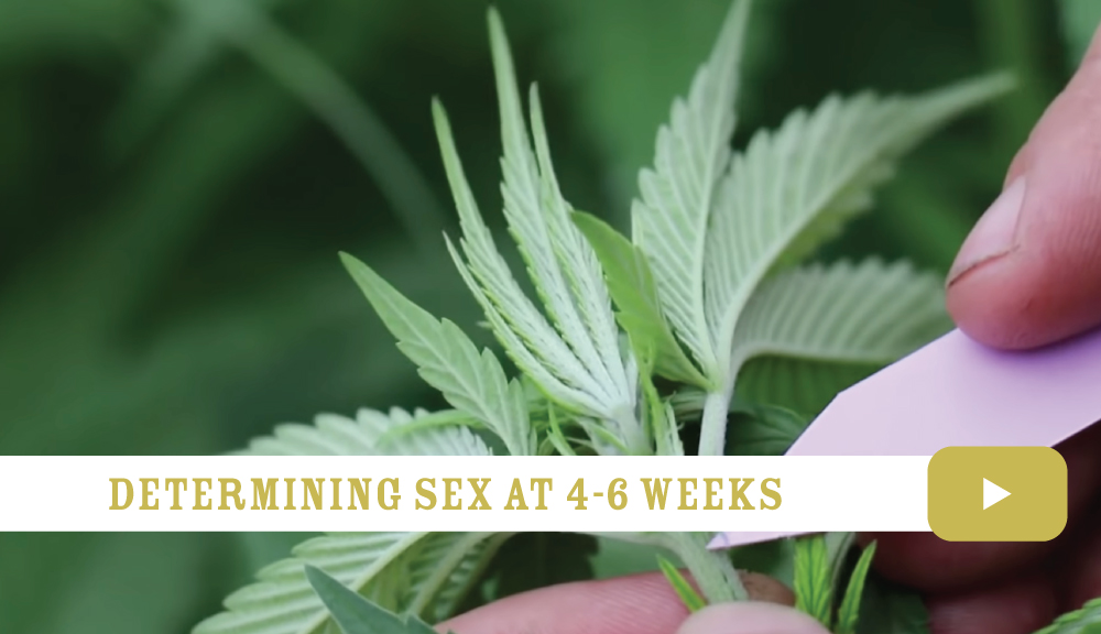 Determining sex at 4-6 weeks