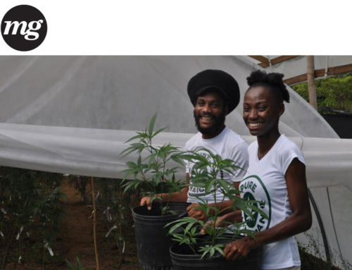 Humboldt Seed Company’s Jamaica Project Photo Gallery
