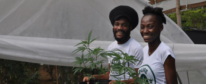 zwei Personen halten Cannabispflanzen in Töpfen