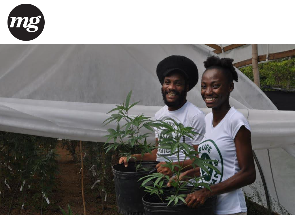 two people holding cannabis plants in pots