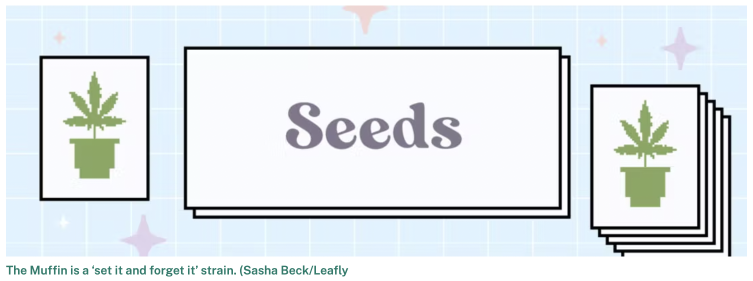 seeds logo with cannabis plant logo