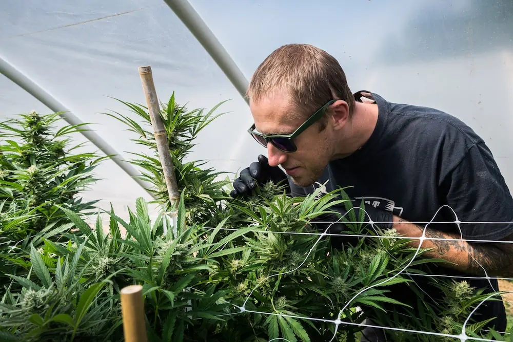 Ben Lind Chief Science Officer smelling cannabis plants