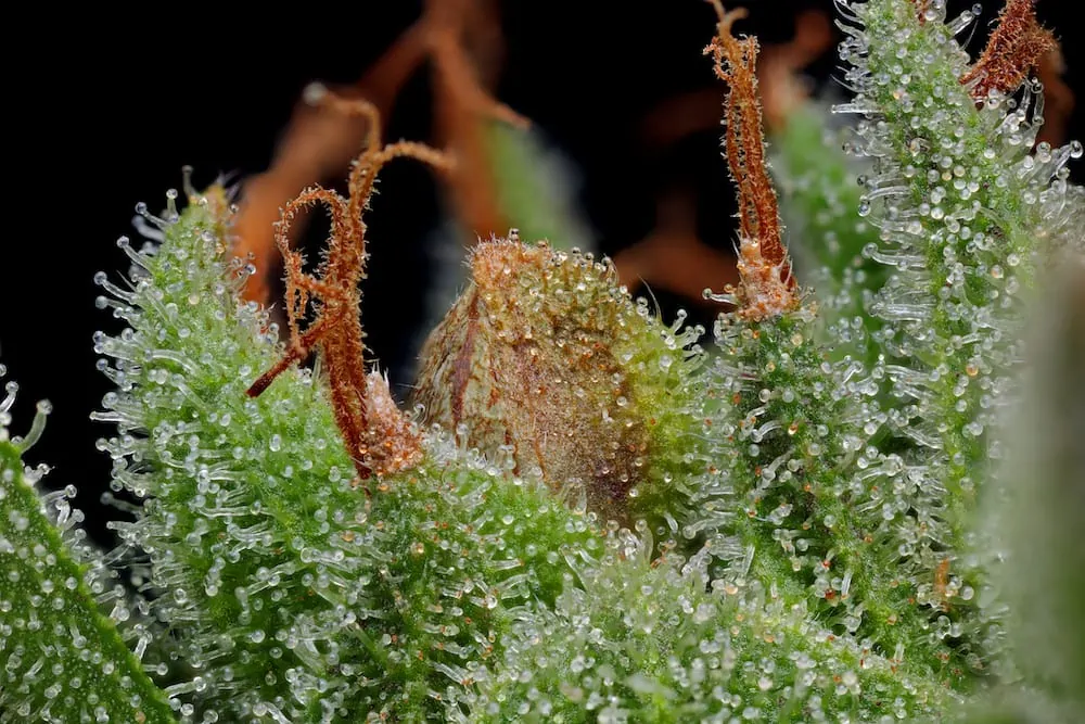 Blueberry Muffin Seed trichome and pistils