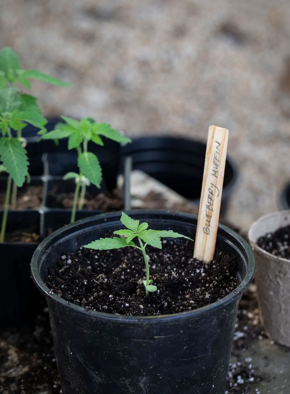 blueberry muffin strain leaves in soil pot