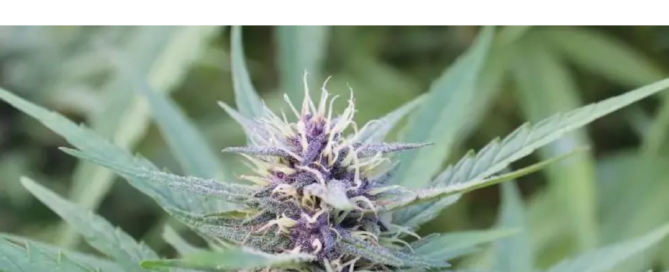 Blueberry Muffin Cannabis Nug und Blätter