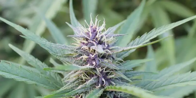 Blueberry Muffin cannabis strain with purple flower and green leaves