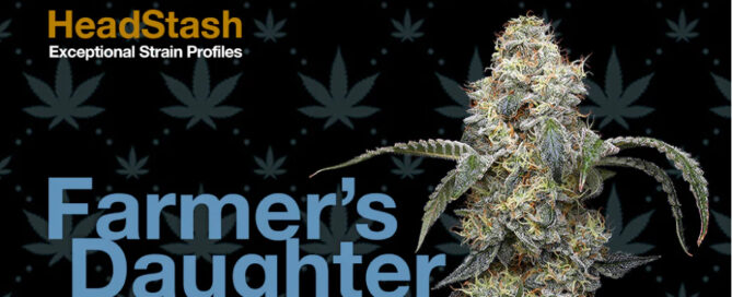 Headstash Farmer&#039;s Daughter Cannabis Blume