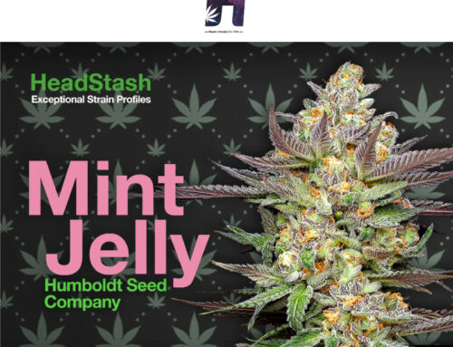 HeadStash: Exceptional Cannabis Strain Profiles