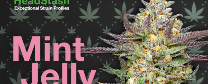 Headstash Mint Jelly Cannabis Blume