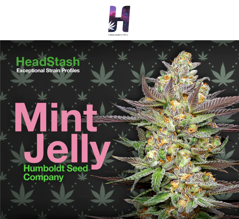 Headstash Mint Jelly cannabis flower