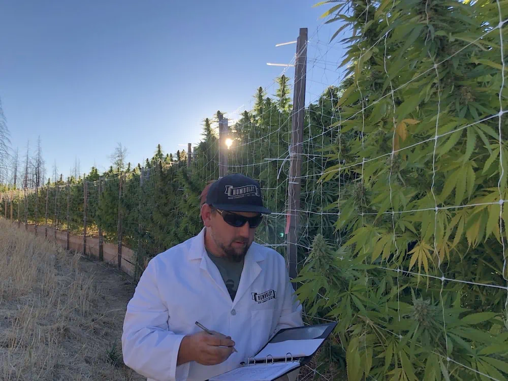 Nat Pennington Humboldt Seed Company in white lab coat looking at cannabis flower