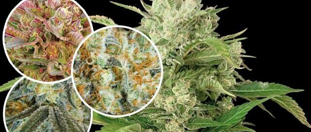 grow!-Magazin Feature Cannabisblüte