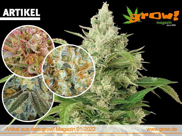 grow!-Magazine feature cannabis flower