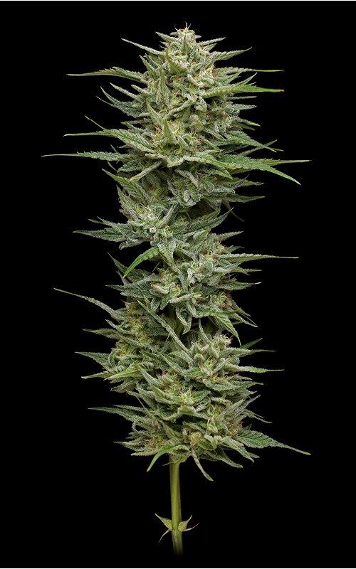 Hella Jelly cannabis flower