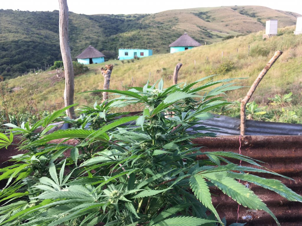 South Africa Transkei Cannabis Grow. Photo credit: Daniel Treloar