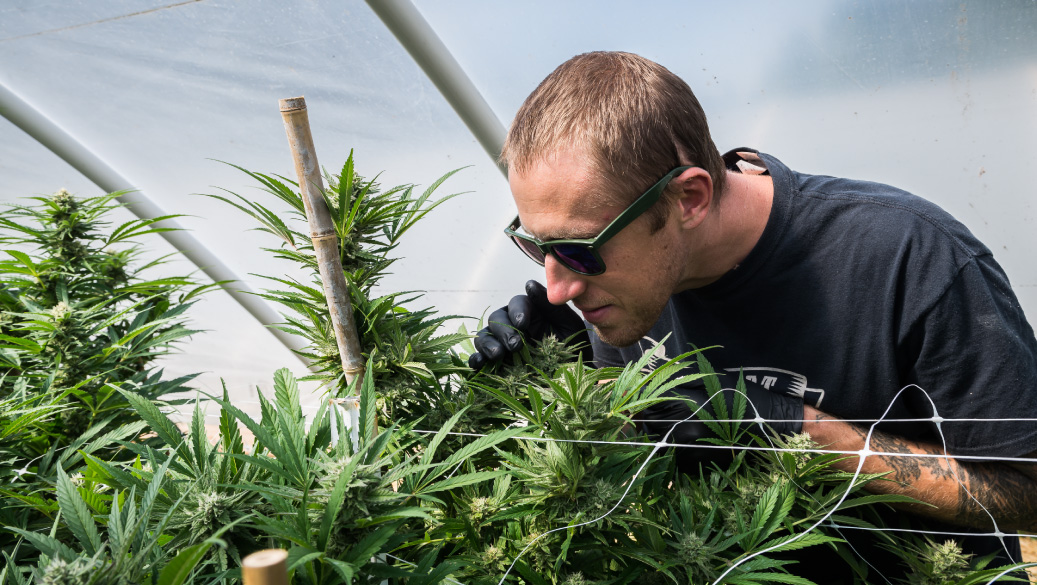 Ben Lind smelling cannabis plant in grow room