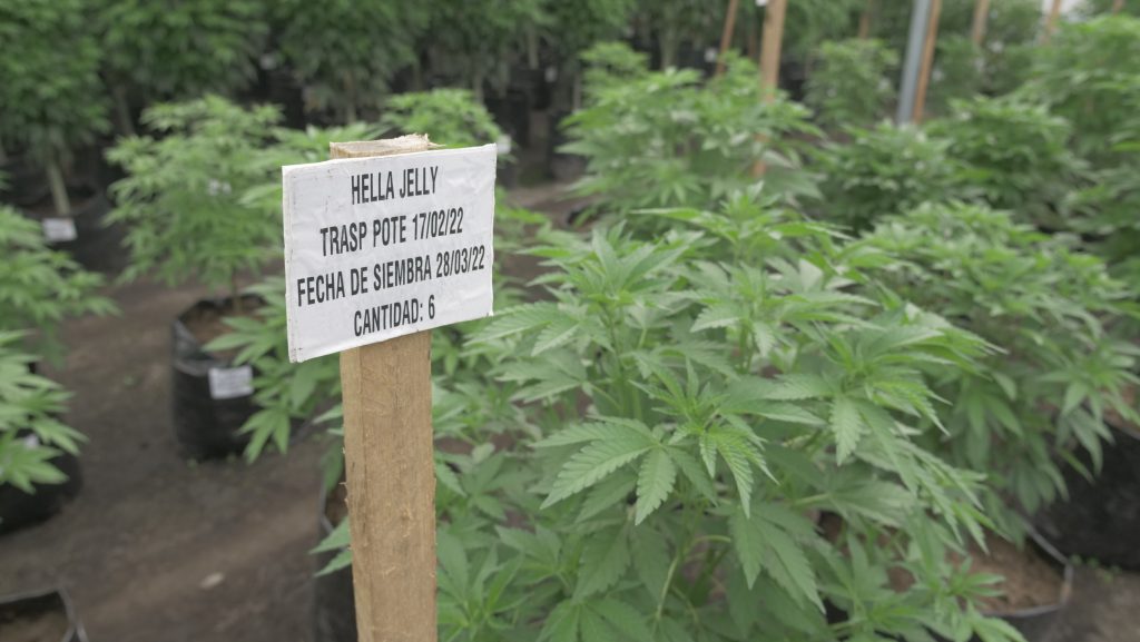 Hella Jelly cannabis plants in Colombian Government Agronomical Registration Trial Field. Photo credit: Dakota McLearn