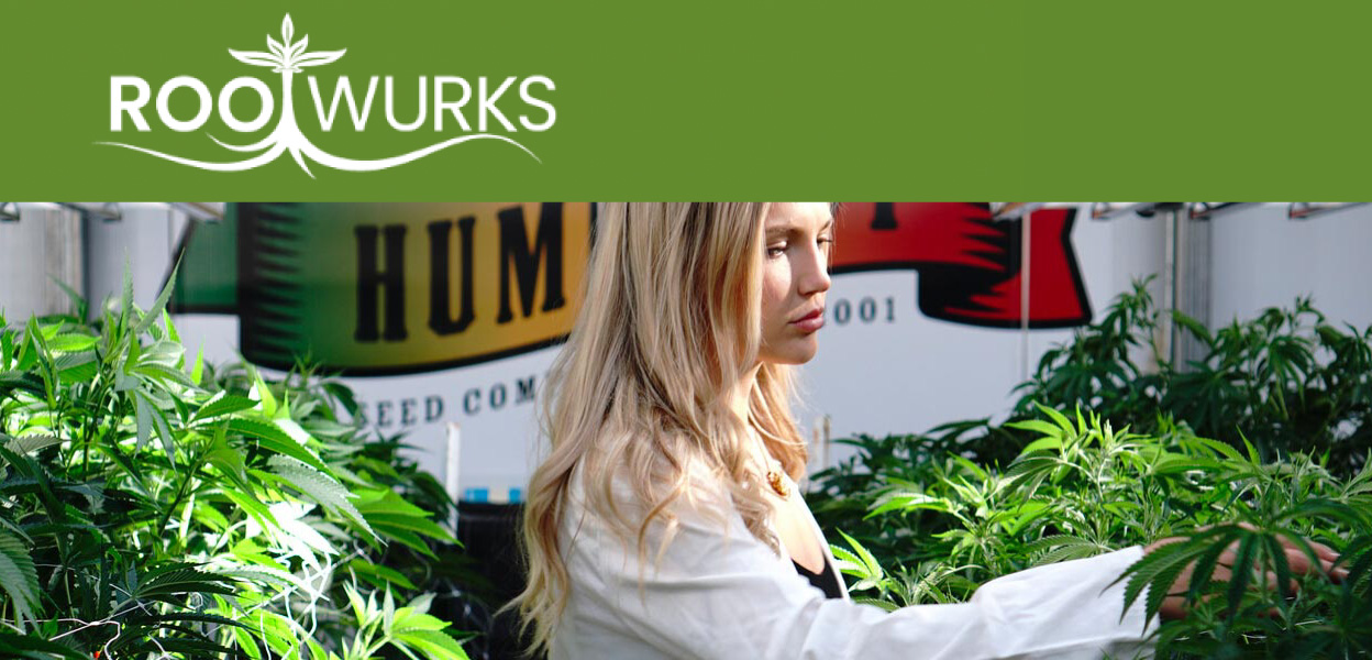 woman touching cannabis. plants