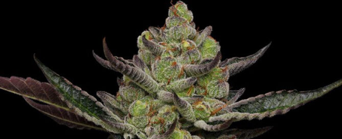Cannabis-Nugget