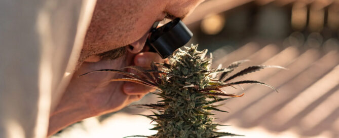 man kijkt naar cannabisplant met vergrootglas