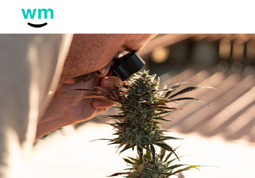 man looking at cannabis plant with magnifying glass