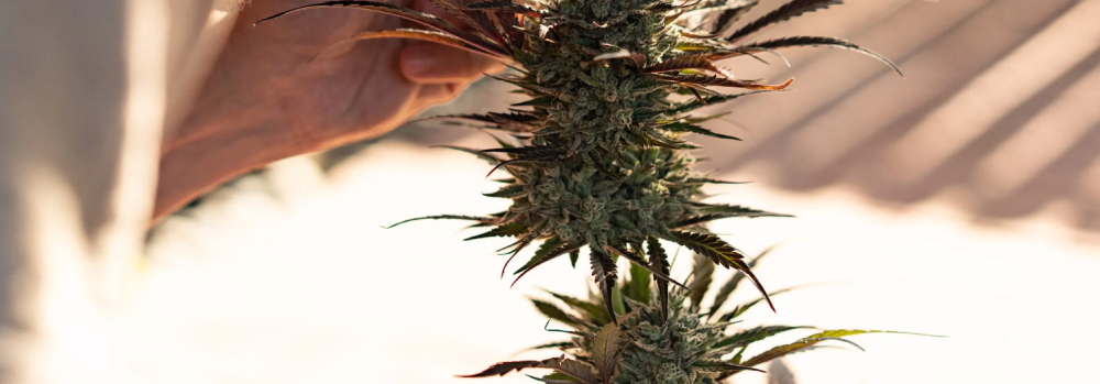 hand examining cannabis plant