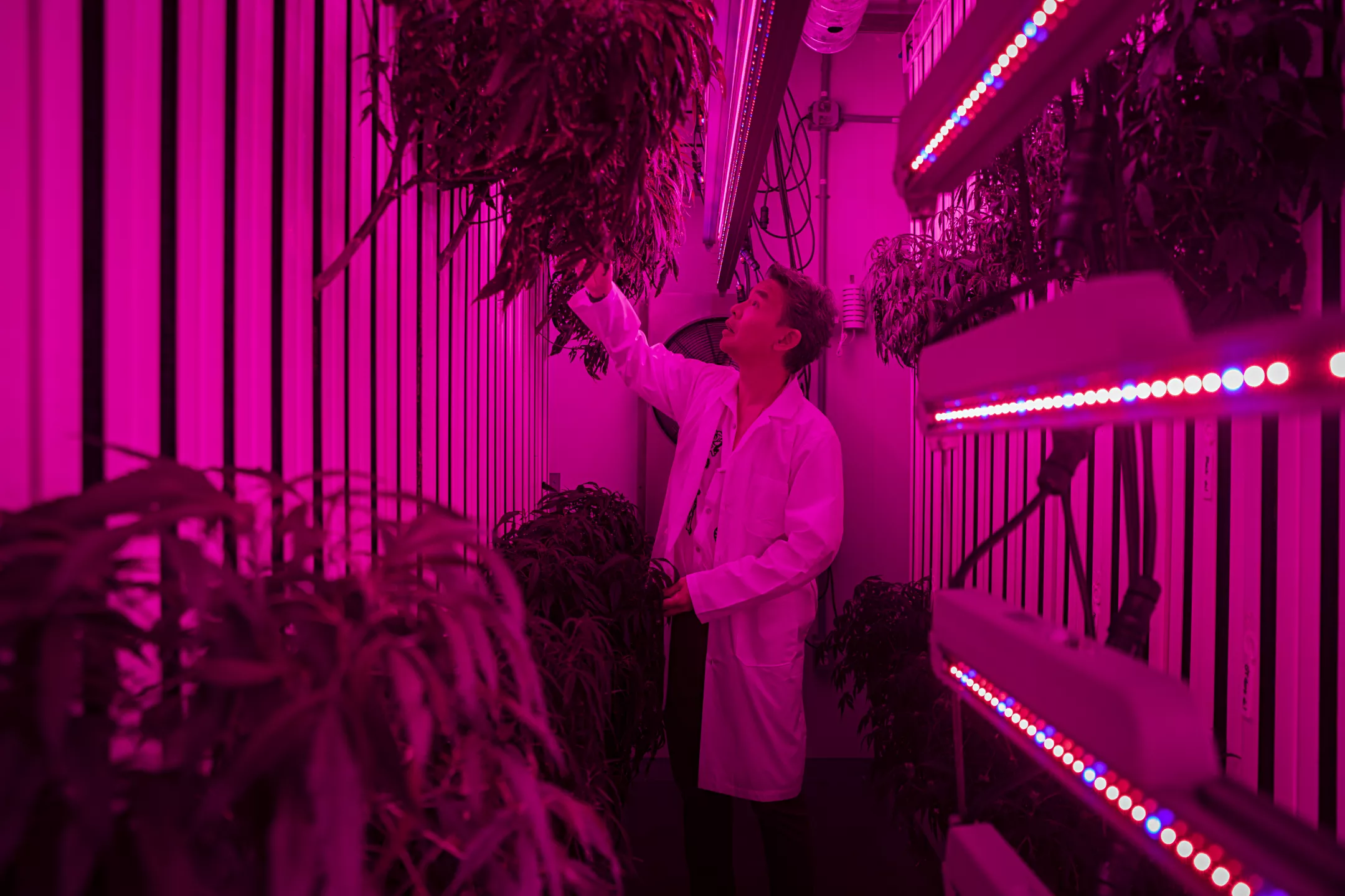 man looking at hanging cannabis plants in grow room with pink LEDs