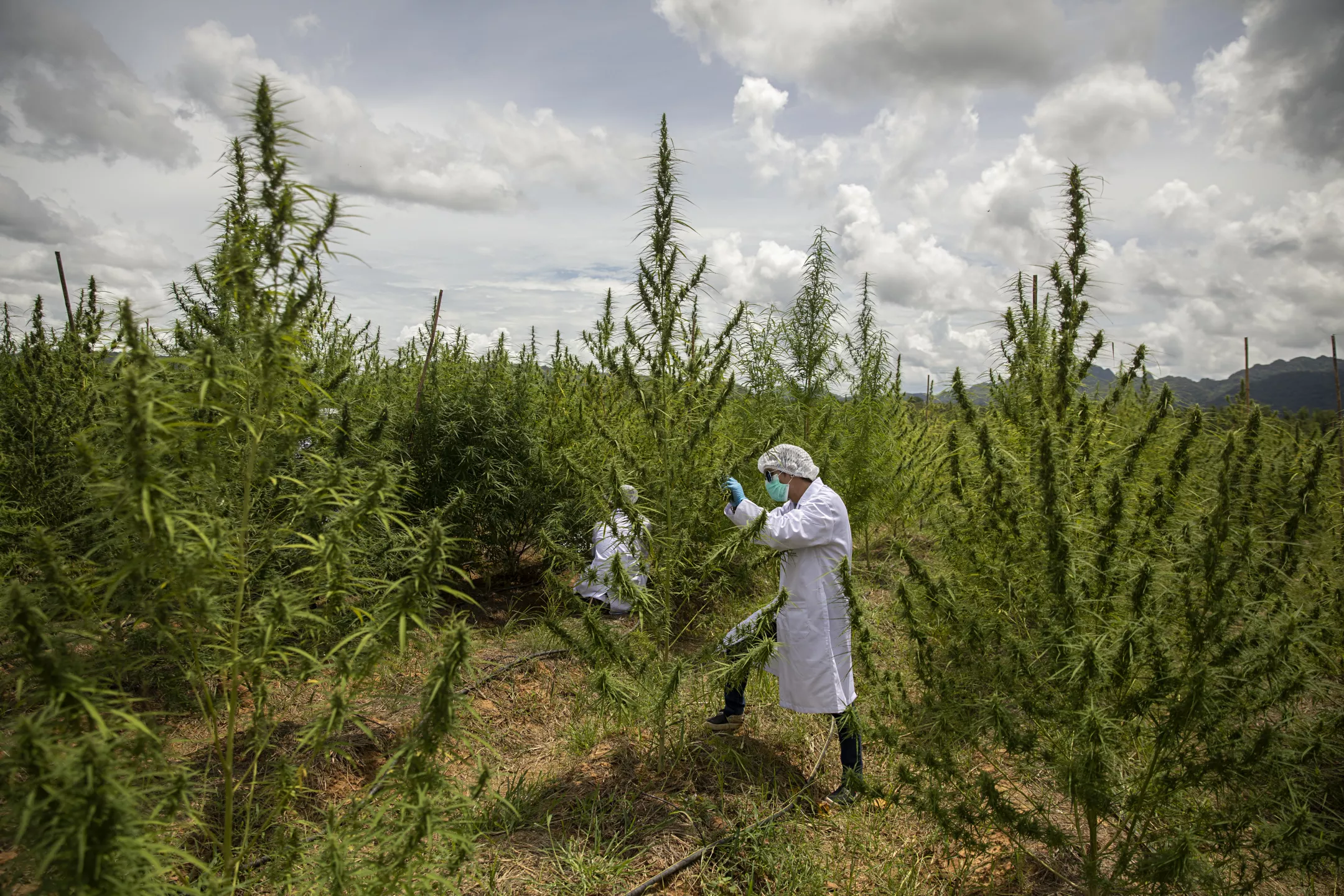man in white lab coat standing in field of cannabis plants