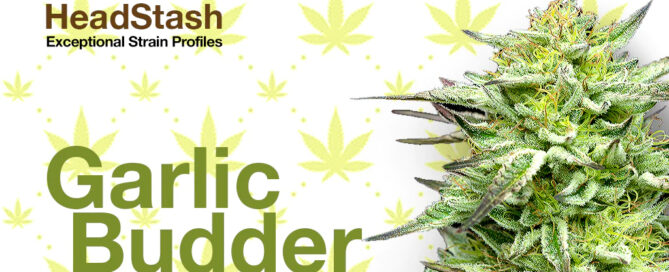 garlic budder humboldt zaad bedrijf cannabis bloem
